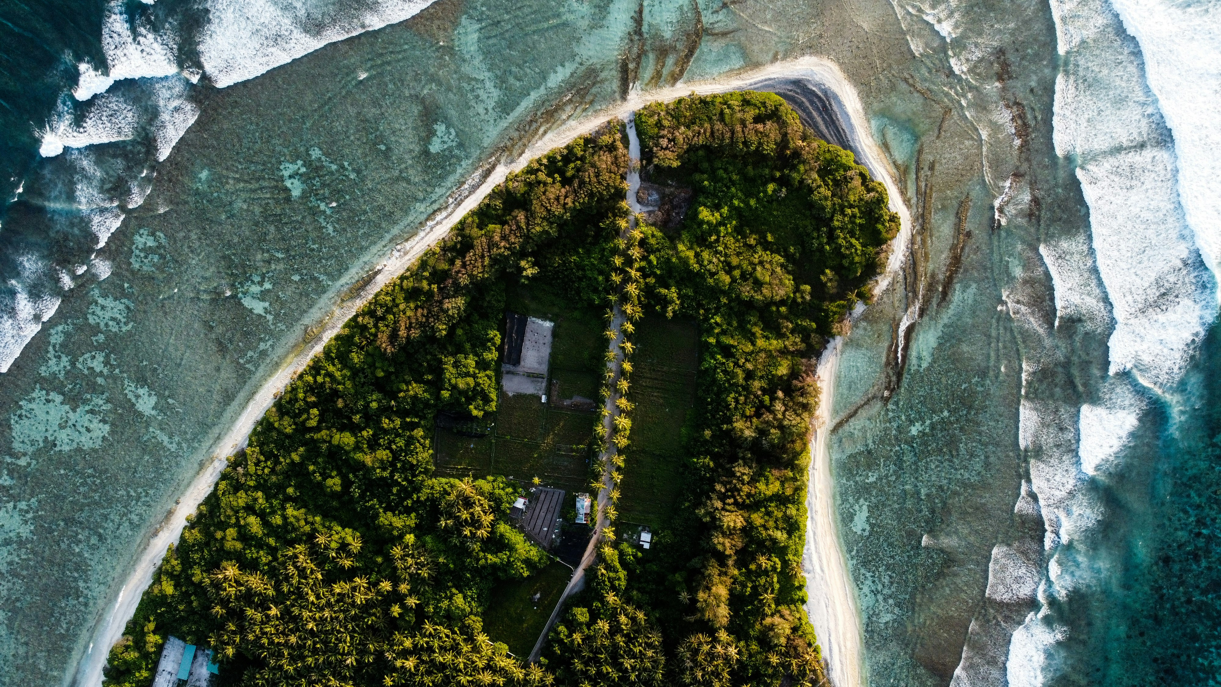 aerial view of green trees beside body of water during daytime